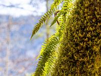 Farne auf bemoostem Baumstamm im Gegenlicht
